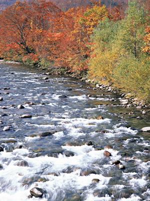 便利なレンタカーサービスをバンコクで