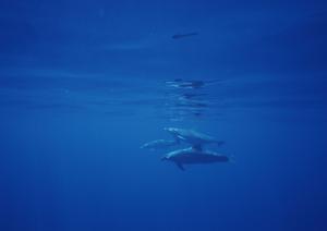 沖縄旅行に最適！東横INN那覇国際通り美栄橋駅の魅力と詳細情報